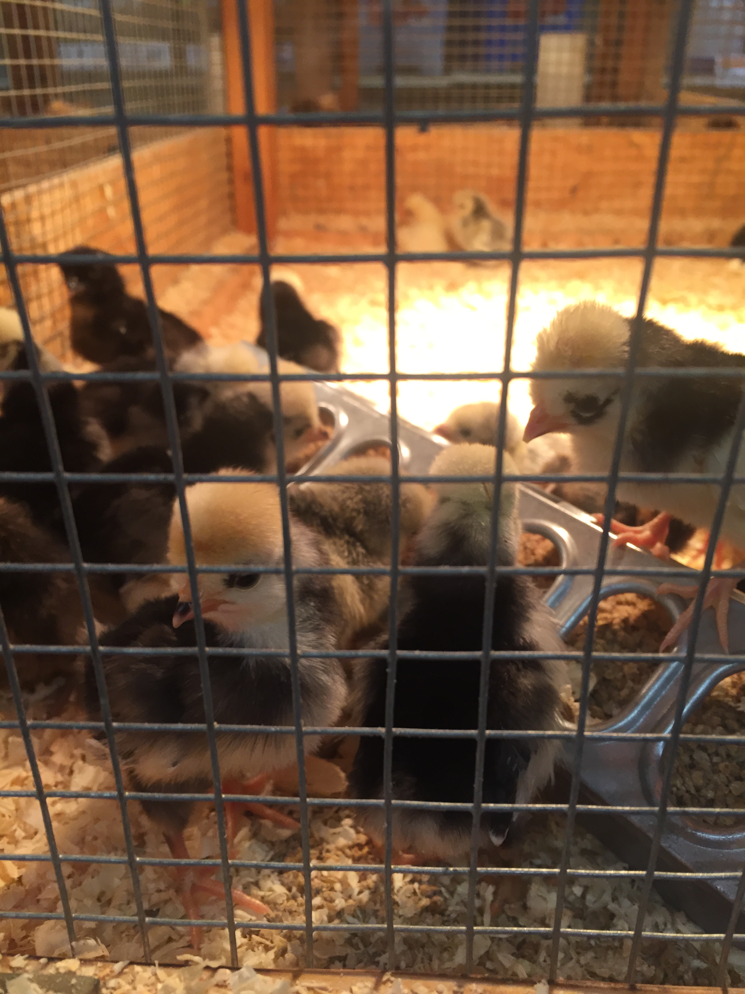 A guide to buying your chicks – The 1912 Homestead