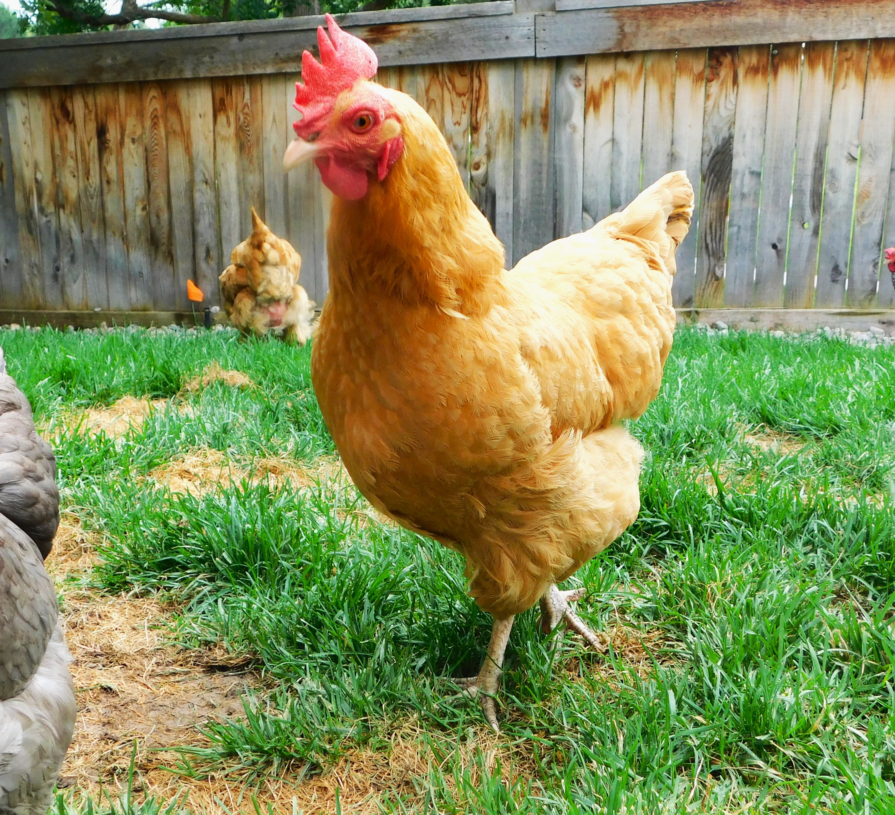The Buff Orpington- Breed Spotlight of the Month (April) – The 1912 ...